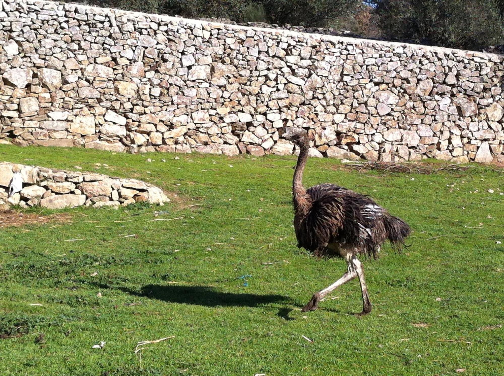 Quinta Das Pias - Holiday Farm Pinhel Luaran gambar