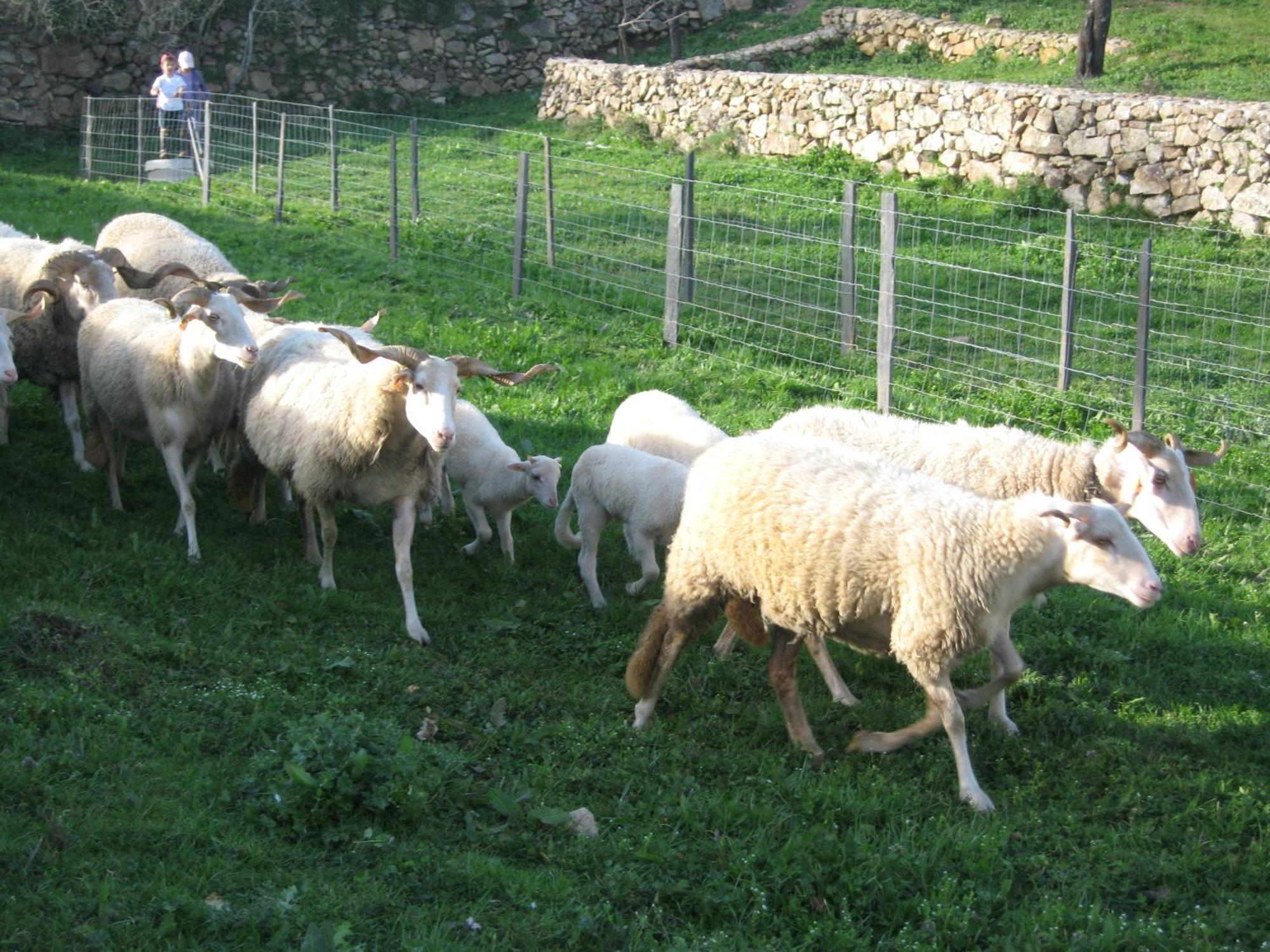 Quinta Das Pias - Holiday Farm Pinhel Luaran gambar