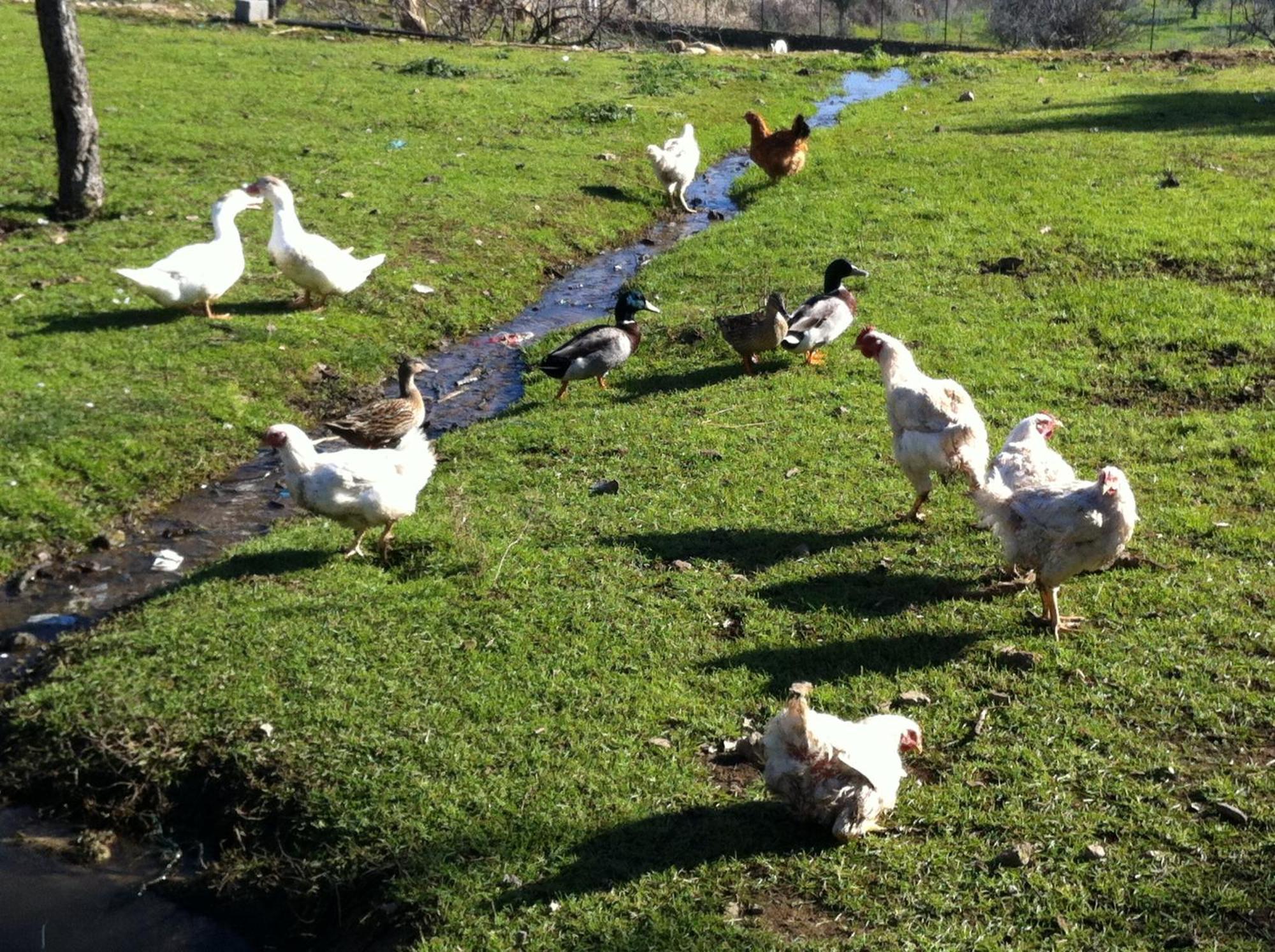 Quinta Das Pias - Holiday Farm Pinhel Luaran gambar
